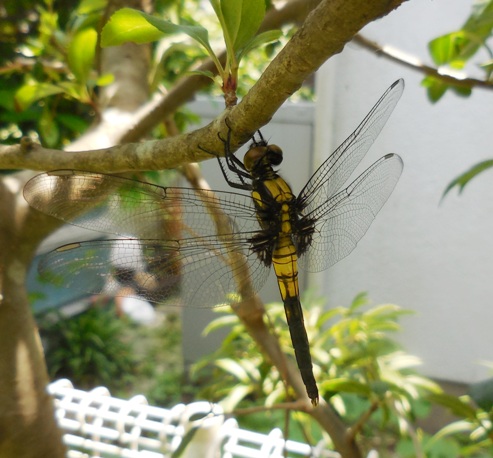 f:id:rmenx13:20200616125204j:plain