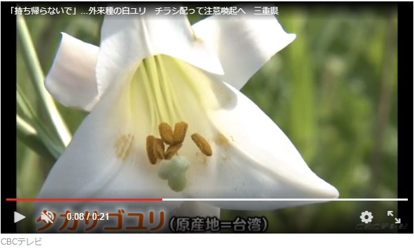 外来種のユリ 宙ぶらりん