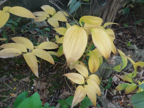 f:id:rmenx13:20201112103522j:plain