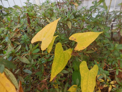 f:id:rmenx13:20201112103609j:plain