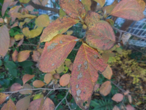 f:id:rmenx13:20201112103613j:plain