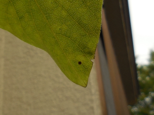 f:id:rmenx13:20210425065310j:plain