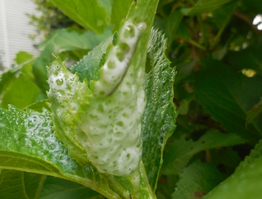 アース製薬 アースガーデン ヤブ蚊マダニジェット これは使える でも Rmenx S Blog アース製薬 アースガーデン ヤブ蚊マダニジェット これは使える でも Rmenx S Blog