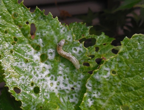 アース製薬 アースガーデン ヤブ蚊マダニジェット これは使える でも Rmenx S Blog アース製薬 アースガーデン ヤブ蚊マダニジェット これは使える でも Rmenx S Blog