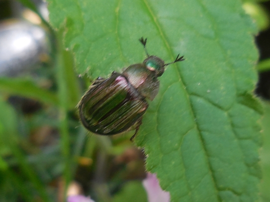 f:id:rmenx13:20210506120603j:plain