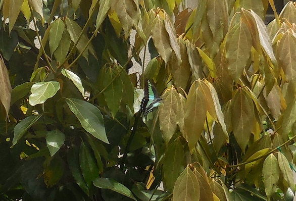 f:id:rmenx13:20210512123133j:plain