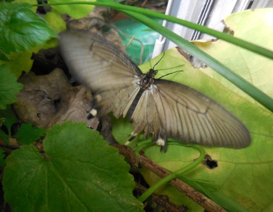 f:id:rmenx13:20210525155252j:plain