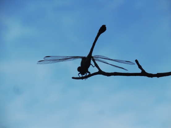 f:id:rmenx13:20210820091727j:plain