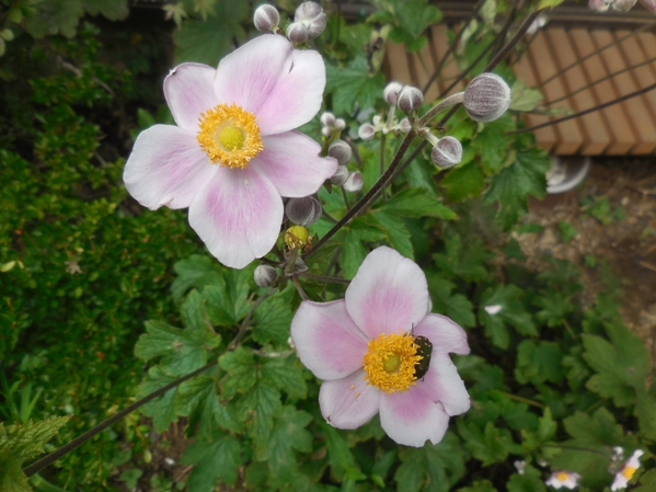 f:id:rmenx13:20210821120728j:plain