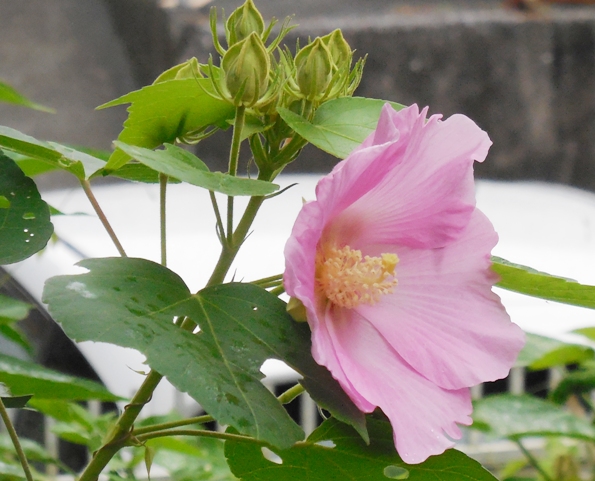 f:id:rmenx13:20210913075530j:plain