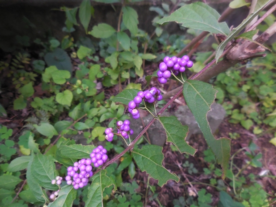 f:id:rmenx13:20210927141025j:plain