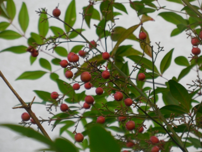 f:id:rmenx13:20211102144657j:plain