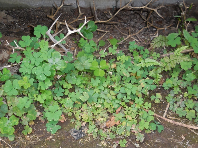 ネットを見ると カタバミは嫌われ者 宙ぶらりん