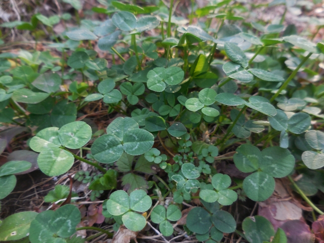 シロツメクサの茎が立ち上がって来た 宙ぶらりん