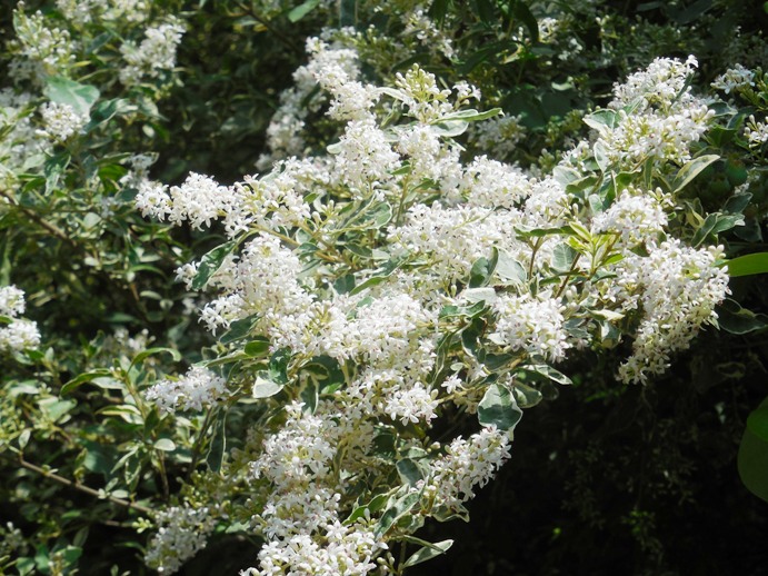 この白い小さな花の咲く木は？ アゲハの羽化 - 宙ぶらりん