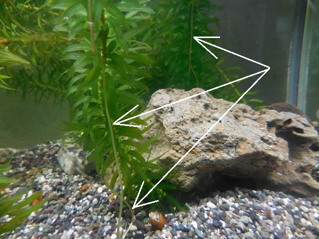 水槽を再生 水槽用サーモスタット ヒーター アナカリスの根と新芽 Rmenx S Blog