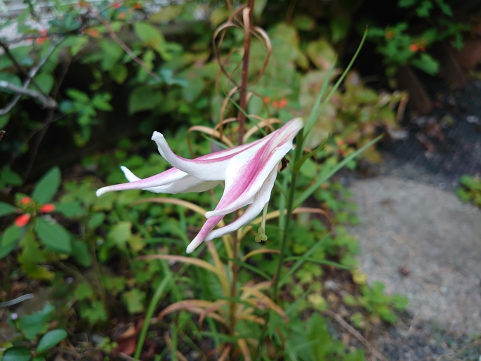 雑木林の赤い花、チゴユリ、サザンカの花 - 宙ぶらりん