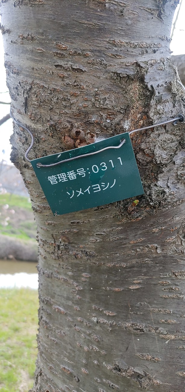 f:id:rmugicha:20260329152629j:image