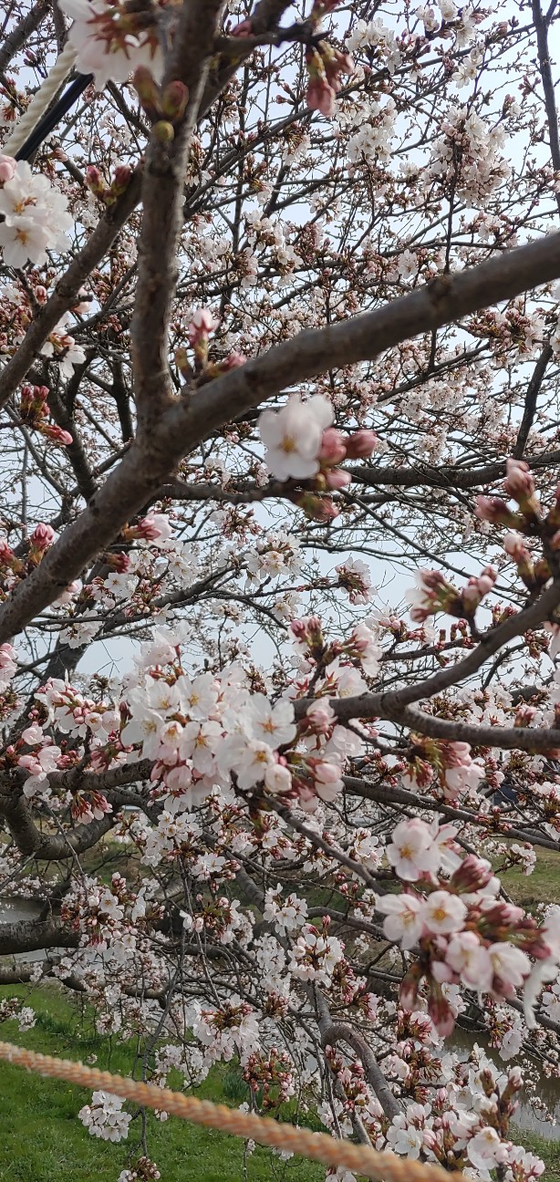 f:id:rmugicha:20260329152635j:image