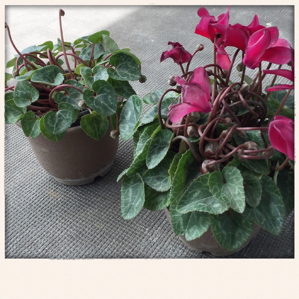 f:id:rno670:20160507134558j:image