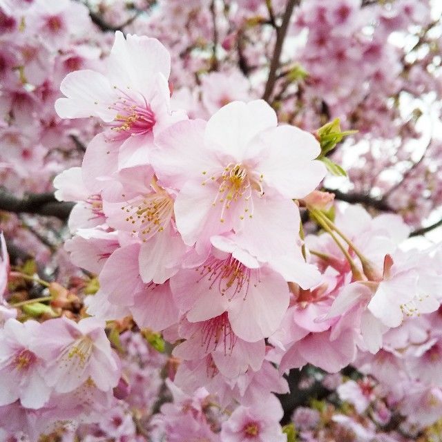 f:id:rno670:20200220221136j:image