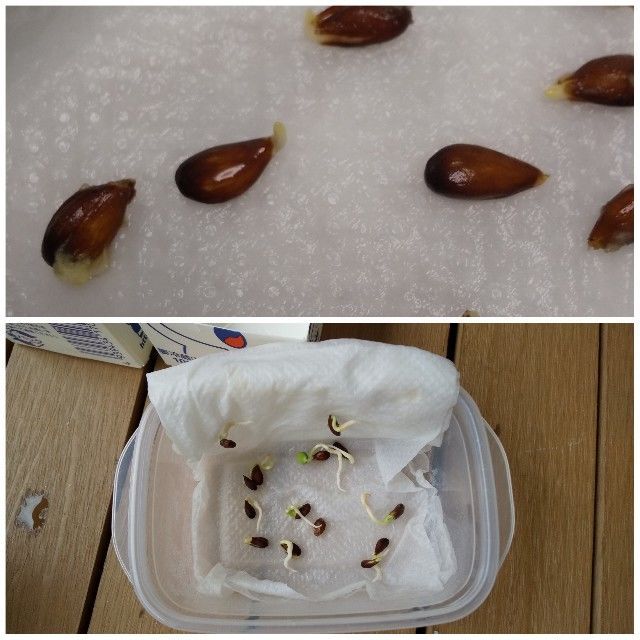 f:id:rno670:20210623110309j:image