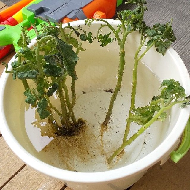 f:id:rno670:20210623110419j:image