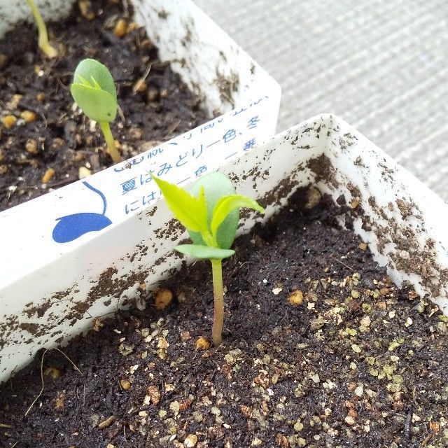 f:id:rno670:20210623110442j:image