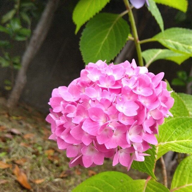 f:id:rno670:20240612155138j:image f:id:rno670:20240612155138j:image