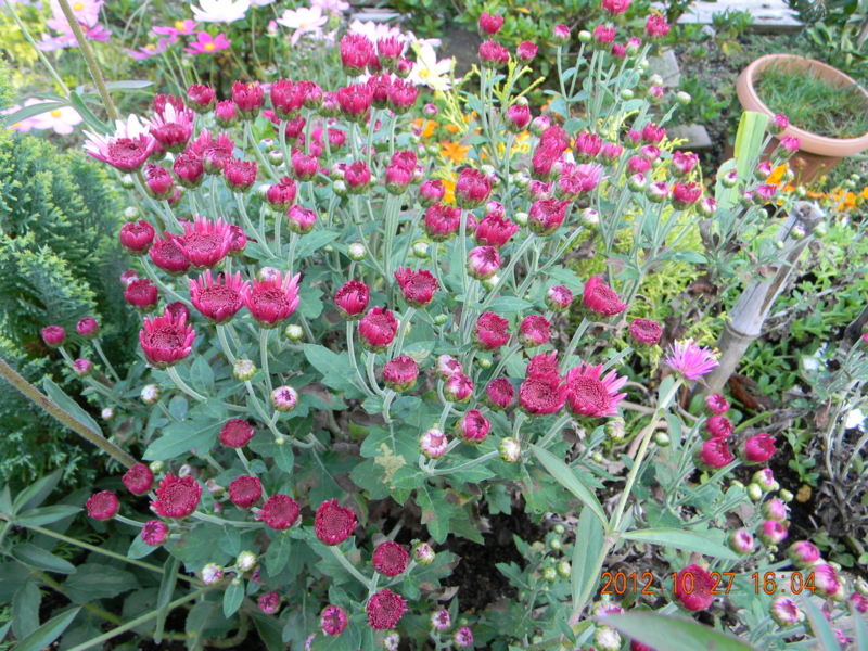 f:id:ro-gaden:20121027160431j:image:w360 f:id:ro-gaden:20121027160431j:image:w360