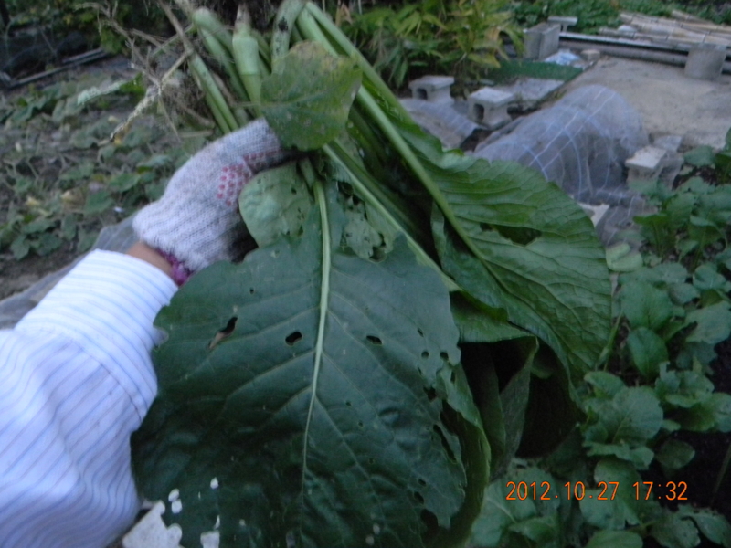 f:id:ro-gaden:20121027173240j:image:w360 f:id:ro-gaden:20121027173240j:image:w360
