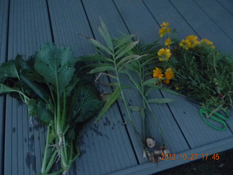 f:id:ro-gaden:20121027174530j:image:w360 f:id:ro-gaden:20121027174530j:image:w360