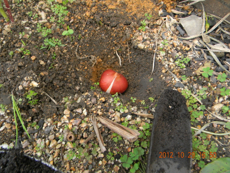 f:id:ro-gaden:20121029165043j:image:w360 f:id:ro-gaden:20121029165043j:image:w360