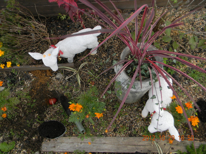 f:id:ro-gaden:20121029165054j:image:w360 f:id:ro-gaden:20121029165054j:image:w360
