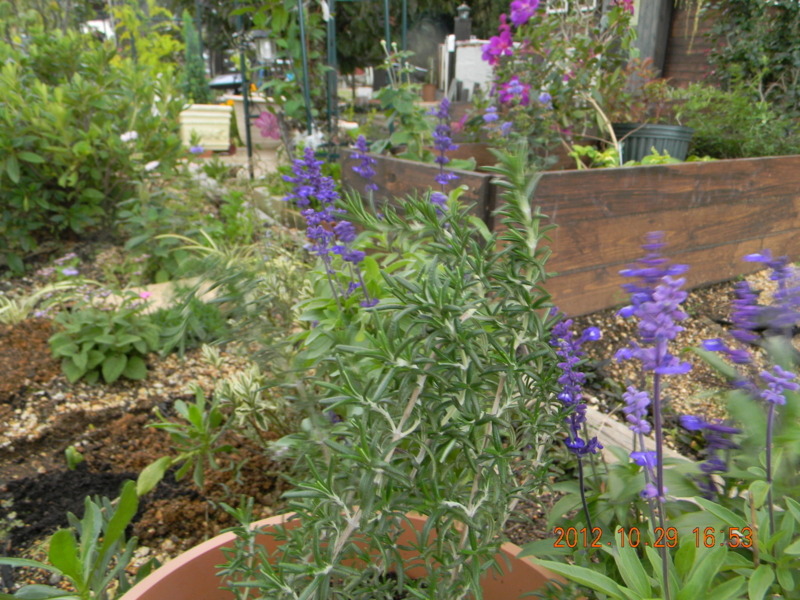 f:id:ro-gaden:20121029165322j:image:w360 f:id:ro-gaden:20121029165322j:image:w360