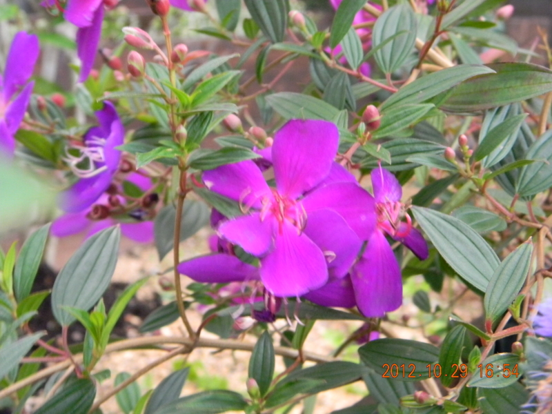 f:id:ro-gaden:20121029165416j:image:w360 f:id:ro-gaden:20121029165416j:image:w360
