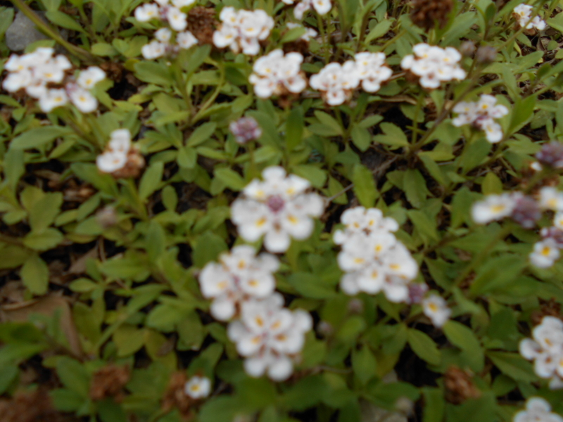 f:id:ro-gaden:20150616222326j:image:w360