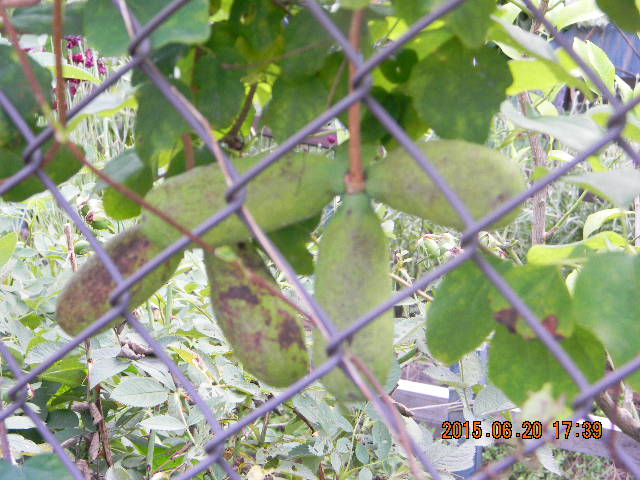 f:id:ro-gaden:20150620173946j:image:w360