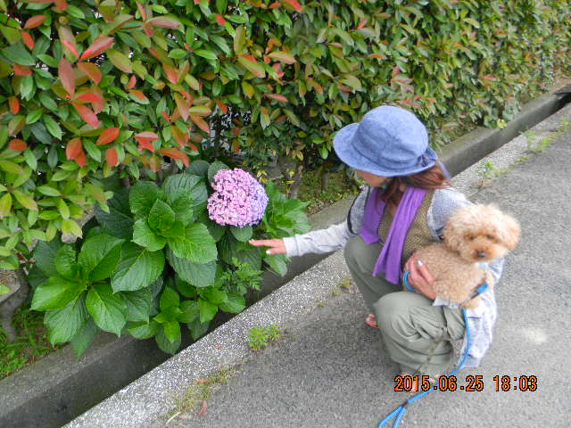 f:id:ro-gaden:20150625180342j:image:w360