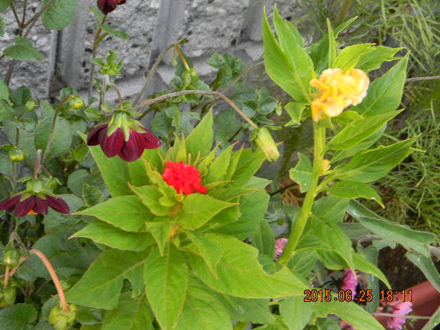 f:id:ro-gaden:20150625181138j:image:w360