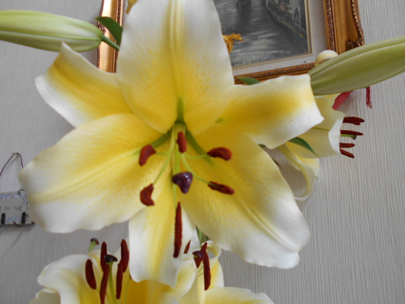 f:id:ro-gaden:20150630000049j:image:w360