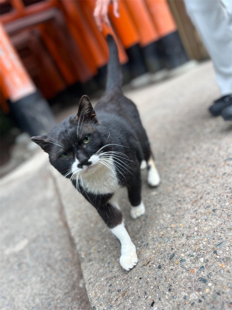 f:id:road_mushi:20250307101155j:image
