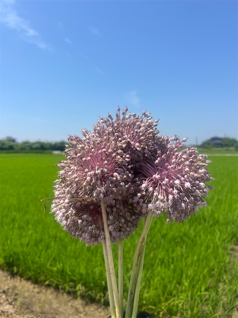 f:id:road_mushi:20250621122304j:image