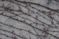 20100102111315
