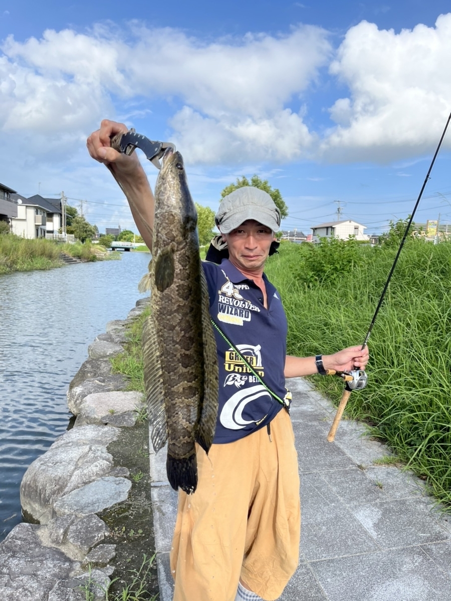 雷魚とは 動植物の人気 最新記事を集めました はてな