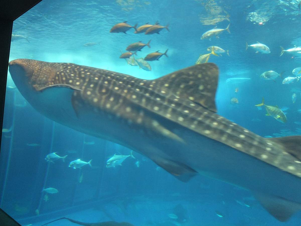 f:id:roamingaroundjp:20171210213741j:plain