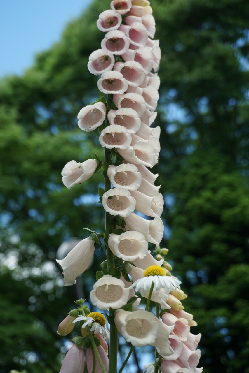 f:id:roamingaroundjp:20180319221929j:plain f:id:roamingaroundjp:20180319221929j:plain