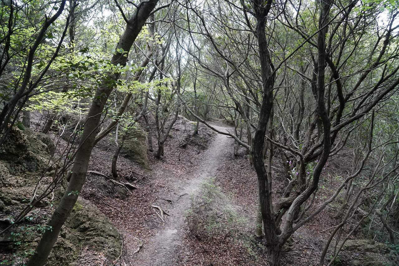 f:id:roamingaroundjp:20190210171138j:plain