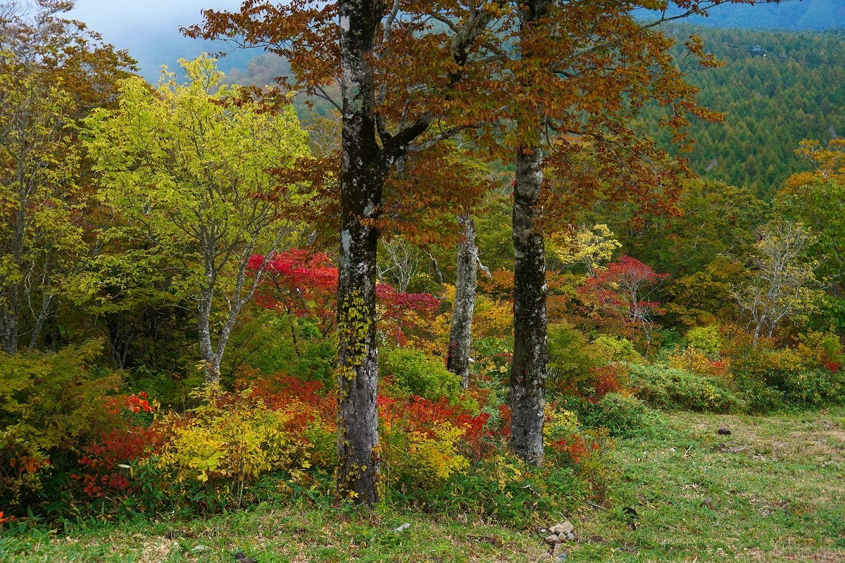 f:id:roamingaroundjp:20201010181515j:plain