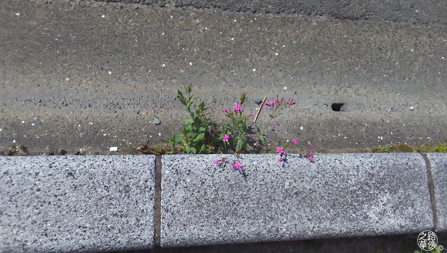 小さな路傍の草 路傍之草 ろぼうのくさ